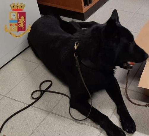 Droga: il fiuto di Barack scova mezzo chilo di hashish