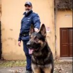 Cocaina nei cespugli, la Polizia Locale (con il cane Ares) sequestra lo stupefacente