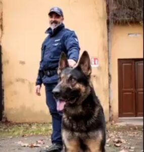 Cocaina nei cespugli, la Polizia Locale (con il cane Ares) sequestra lo stupefacente