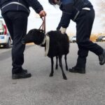 Pecora in fuga a Borgo Panigale, la polizia locale l’ha recuperata