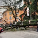Albero cade in via Saragozza, traffico bloccato