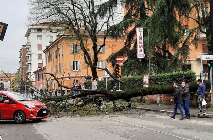 Albero cade in via Saragozza, traffico bloccato