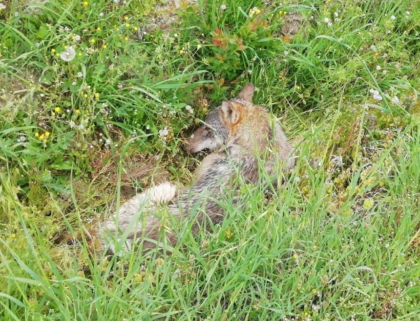Lupo ferito trovato a bordo strada nell’Imolese
