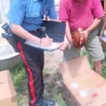 A Pianoro rubati galli, galline e tacchini: denunciato 38enne