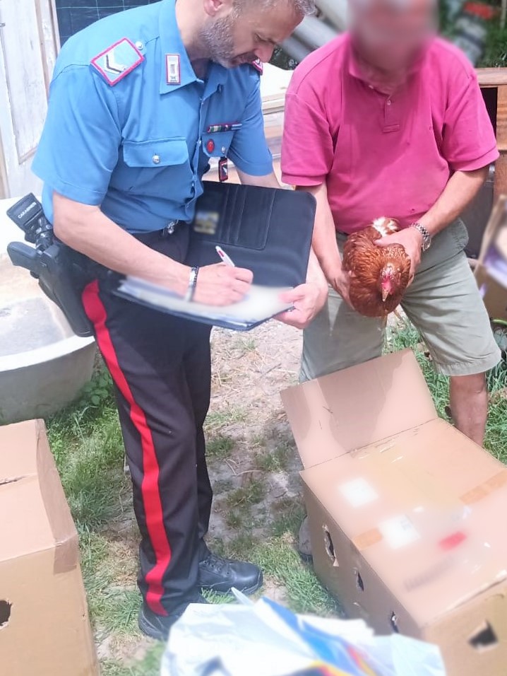 A Pianoro rubati galli, galline e tacchini: denunciato 38enne