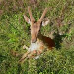 San Lazzaro di Savena, salvato giovane capriolo