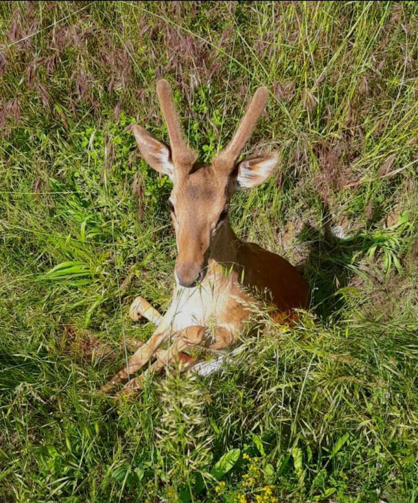 San Lazzaro di Savena, salvato giovane capriolo