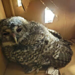 Castel San Pietro Terme, un allocco recuperato dalla polizia locale