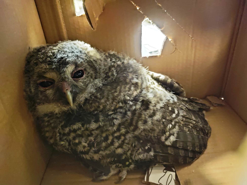 Castel San Pietro Terme, un allocco recuperato dalla polizia locale