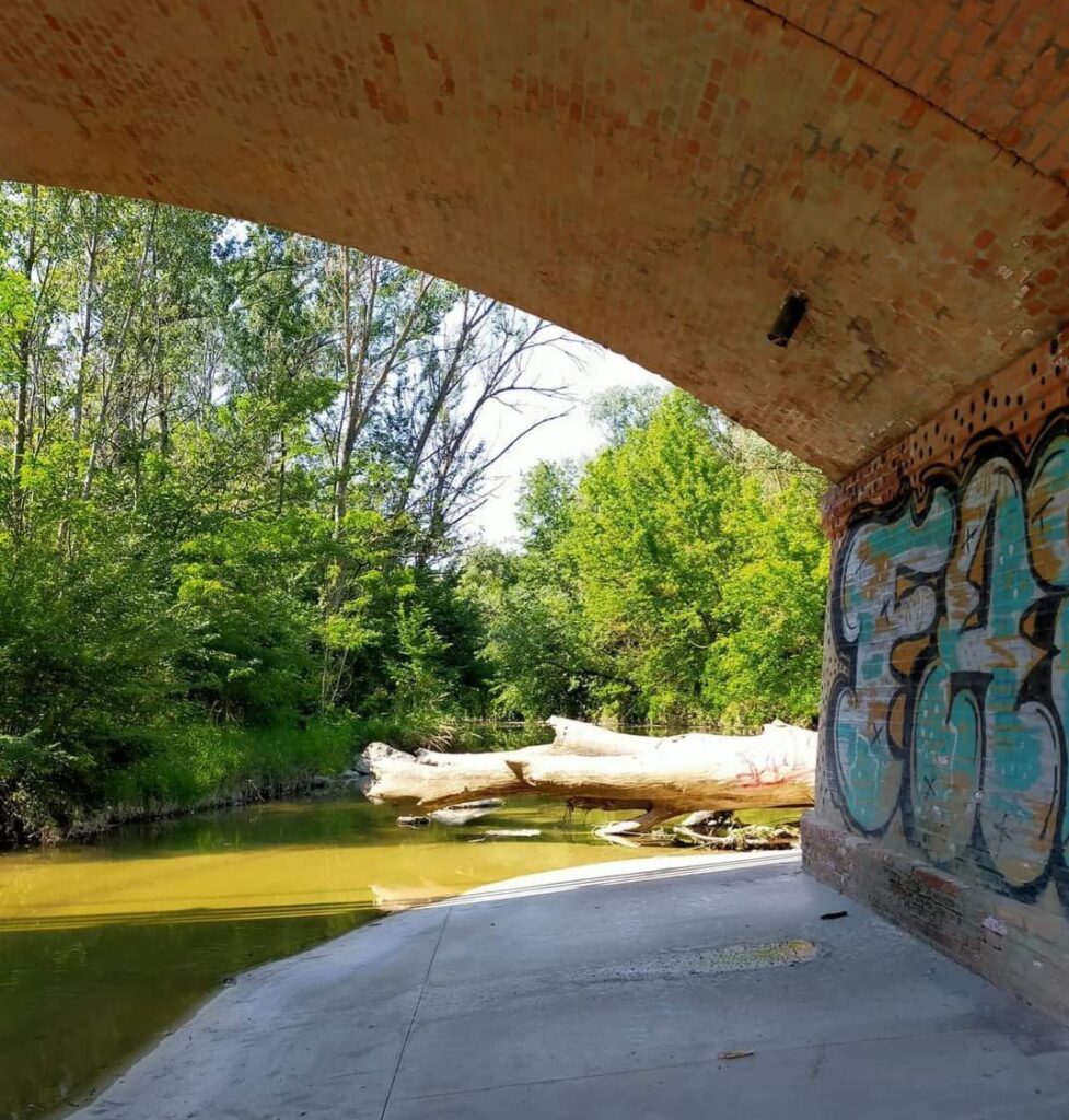 Tronchi e arbusti lungo il corso del Savena