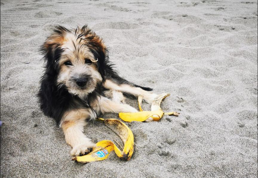 Cane azzannato a morte in zona Saragozza, secondo episodio in pochi mesi