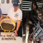 Nasconde 3 kg di droga in cantina, 17enne arrestato