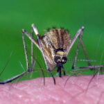 West Nile: ecco le indicazioni del Comune di Bologna per difendersi