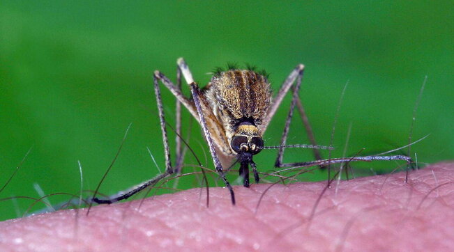 West Nile: ecco le indicazioni del Comune di Bologna per difendersi