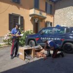 Ruba 40 chili di rame in un capannone: arrestato 70enne