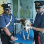 Abbandona i suoi tre cani, 42enne denunciato a Camugnano