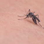 Dengue, un caso nel quartiere Savena