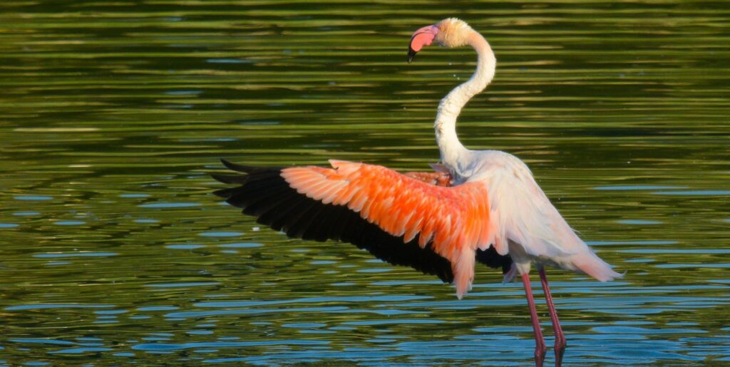 Fenicotteri rosa si fermano a Crevalcore