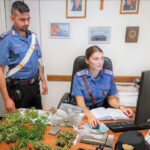 Coltivano marijuana lungo l’Idice: scoperti dai carabinieri con una ‘fototrappola’