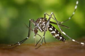 Caso di dengue vicino al Sant’Orsola: scatta la profilassi