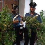 Coltivano ‘erba’ in giardino, denunciati padre e figli