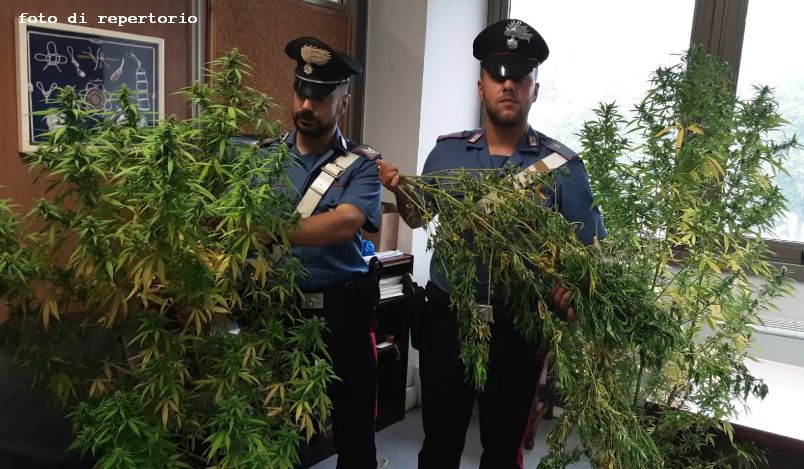 Coltivano ‘erba’ in giardino, denunciati padre e figli