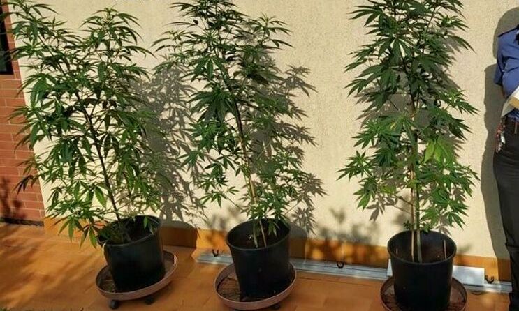 Coltiva tre piante di marijuana, denunciata