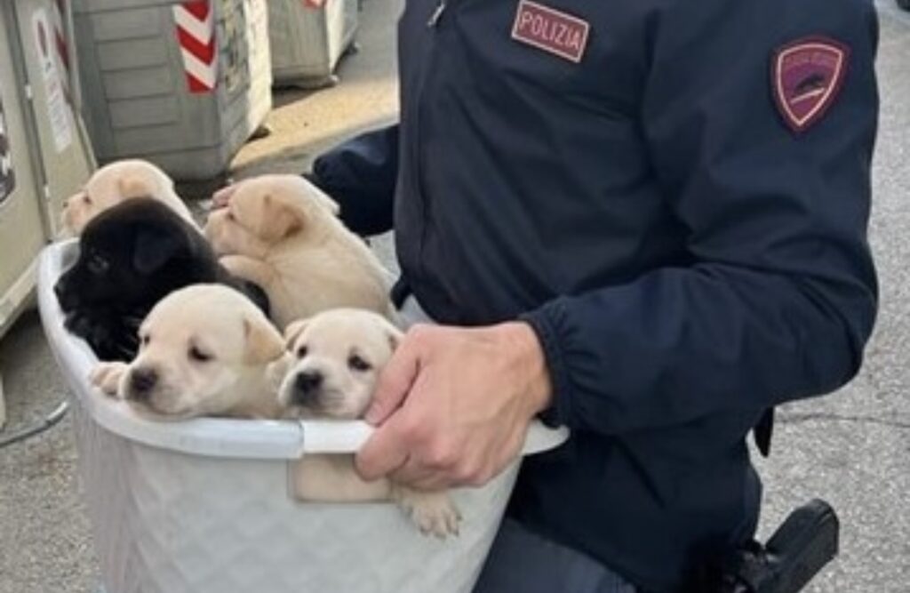 Abbandona 8 cuccioli in cantina, denunciato