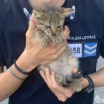 Via del Pallone, salvato gattino rimasto bloccato nel vano motore di un’auto