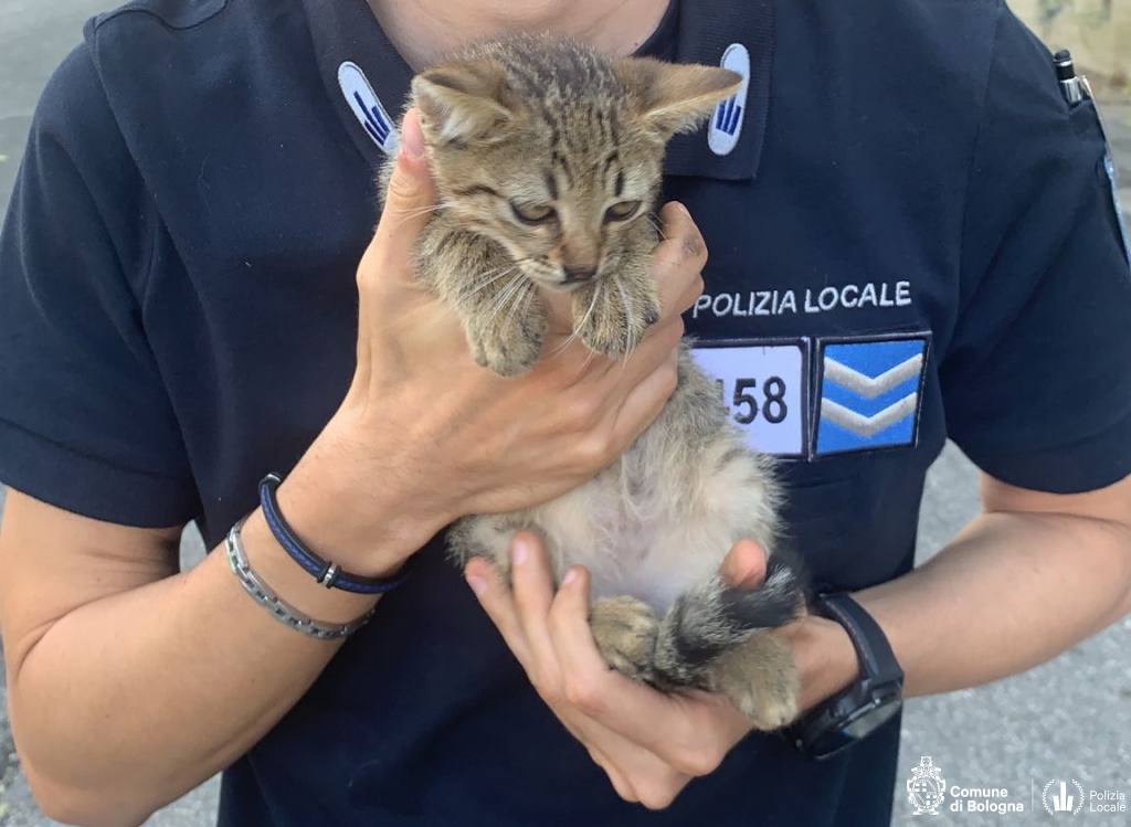 Via del Pallone, salvato gattino rimasto bloccato nel vano motore di un’auto