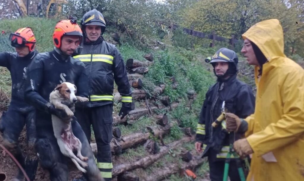 Il cane Joy finisce in un fosso a Castel de’ Britti, i vigili del fuoco lo salvano