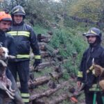 Il cane Joy finisce in un fosso a Castel de’ Britti, i vigili del fuoco lo salvano