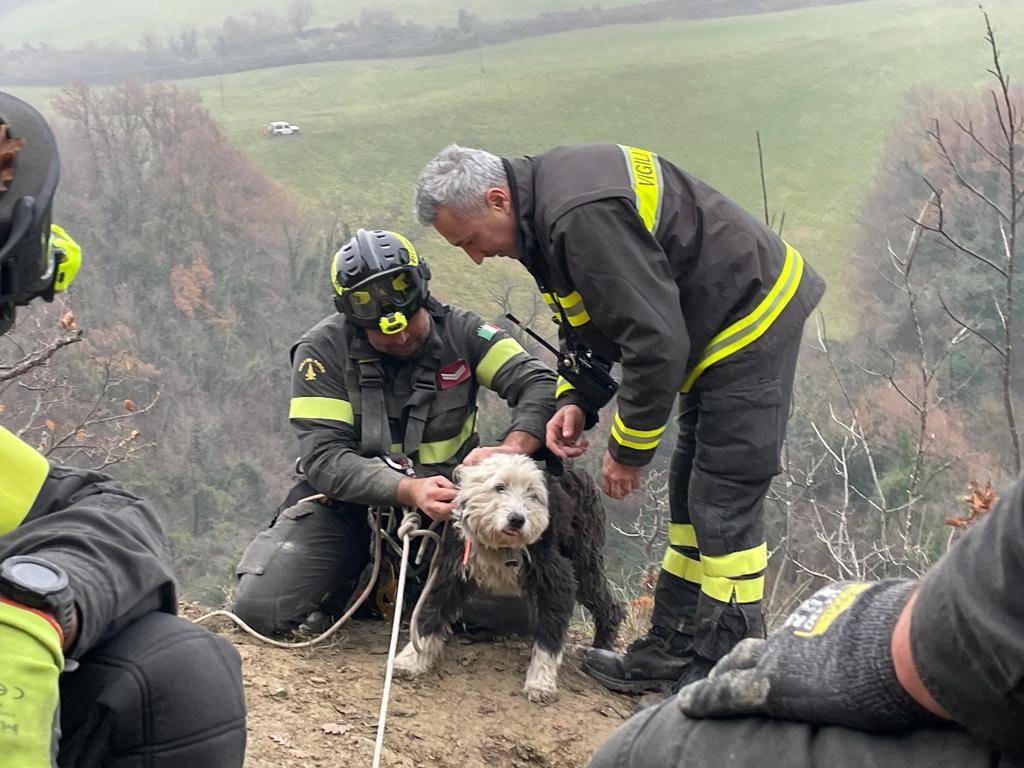 I Vigili del fuoco salvano un Bobtail