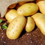 Frode delle patate: tutti assolti i 15 imputati