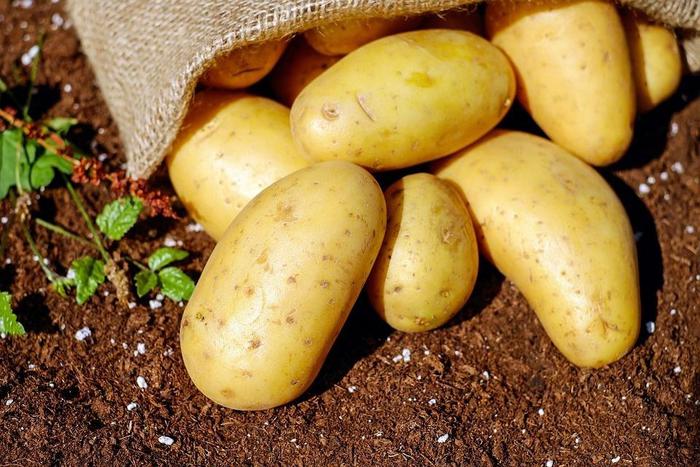 Frode delle patate: tutti assolti i 15 imputati