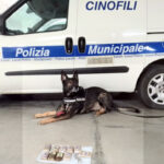 Il cane Grey scopre la droga nascosta in una tettoia