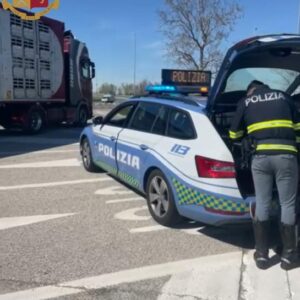Camionista trasportava agnellini in condizioni precarie