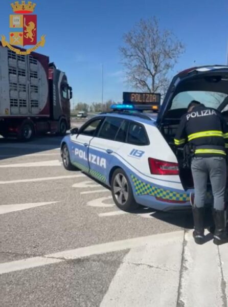 Camionista trasportava agnellini in condizioni precarie