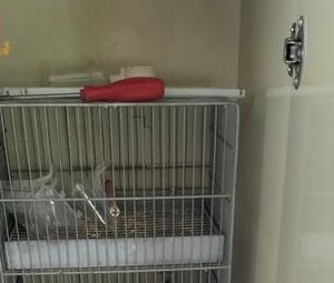 Polizia cerca droga e trova anche animali maltrattati