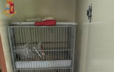 Polizia cerca droga e trova anche animali maltrattati
