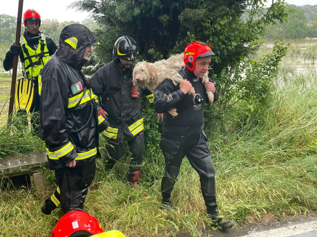 Maltempo, i Vigili del Fuoco salvano un cane