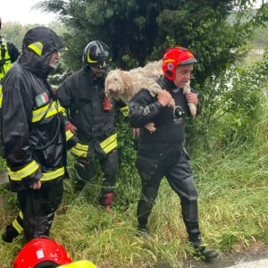 Maltempo, i Vigili del Fuoco salvano un cane