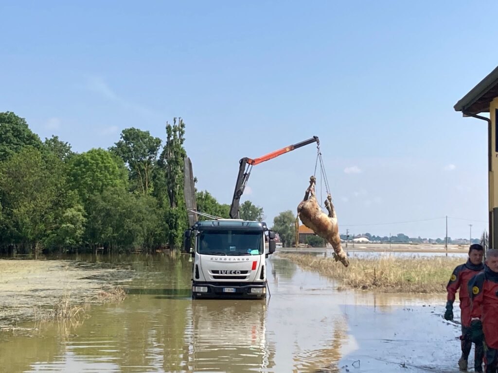 Alluvione: si rimuovono le carcasse degli animali annegati