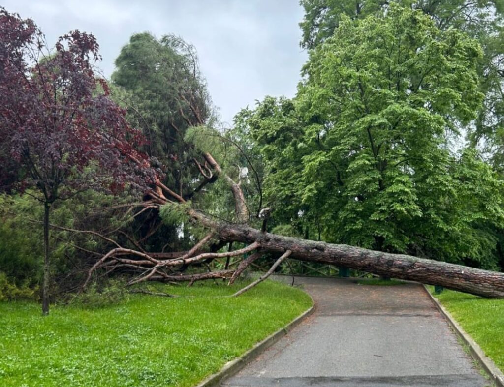 Crolla un grosso pino ai Giardini Margherita