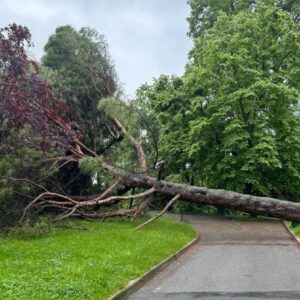 Crolla un grosso pino ai Giardini Margherita