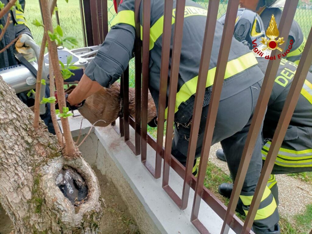 Capriolo intrappolato, i Vigili del Fuoco lo liberano
