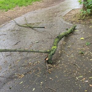 Cade grosso ramo in piazza Trento e Trieste