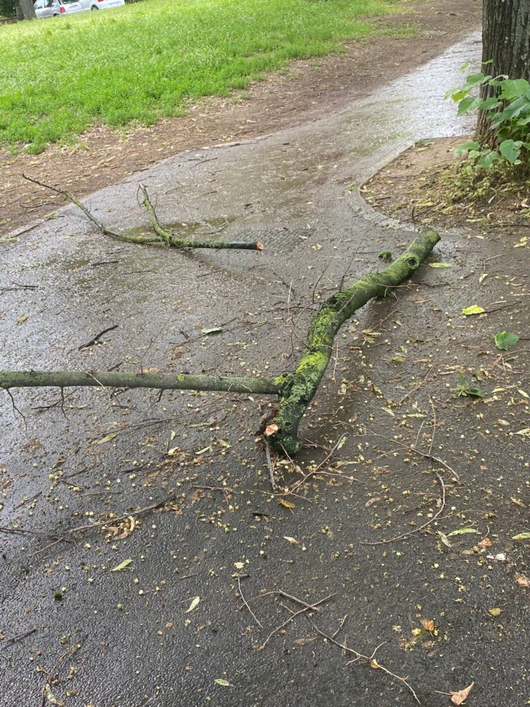 Cade grosso ramo in piazza Trento e Trieste