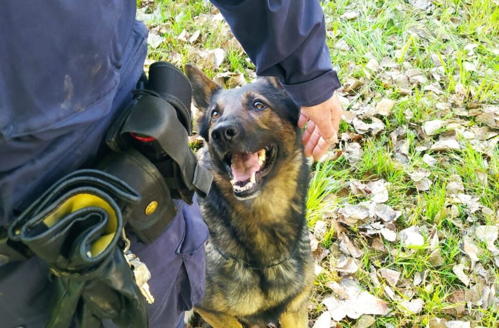Il cane poliziotto Ares fiuta un etto e mezzo di droga al Navile