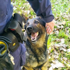 Il cane poliziotto Ares fiuta un etto e mezzo di droga al Navile